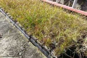 sedges-04