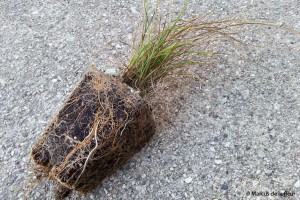 sedges-05